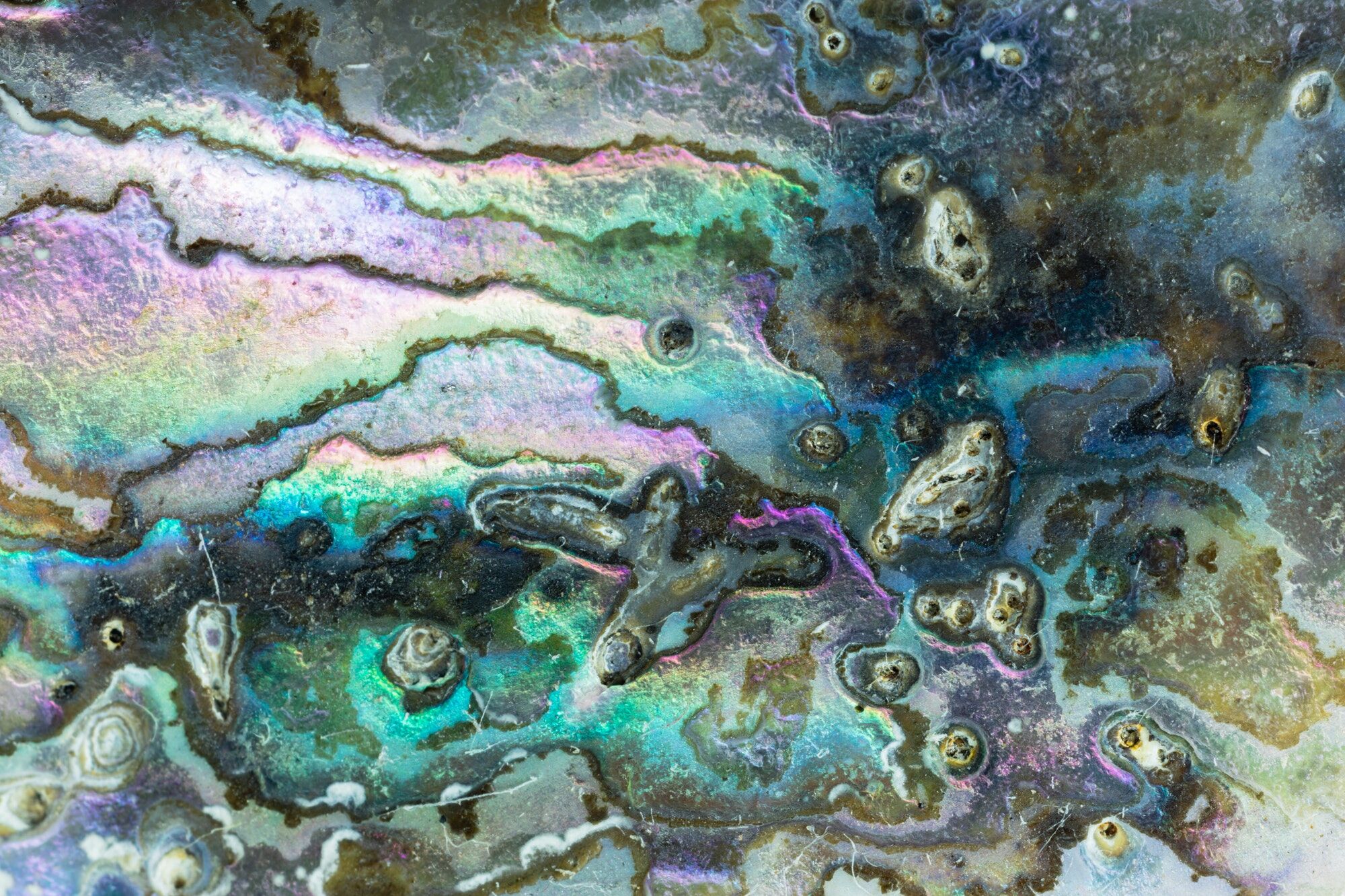 Shiny mother-of-pearl of Abalone shell background